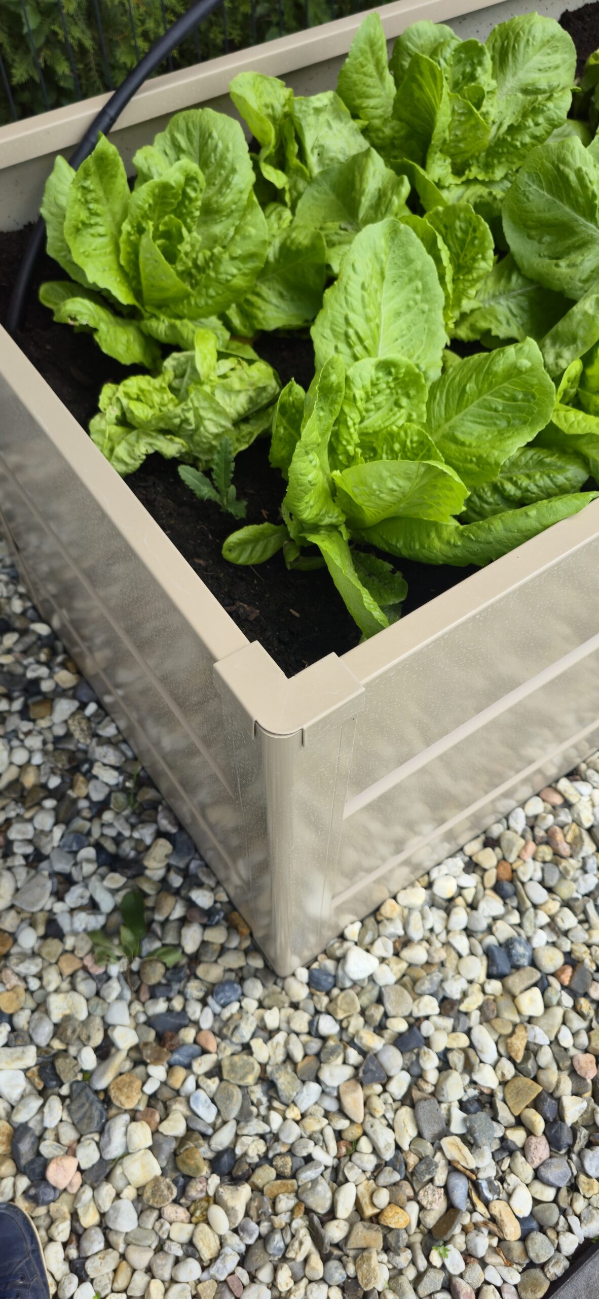 Hochbeet 150cm x 70cm x 70cm – Bild 7